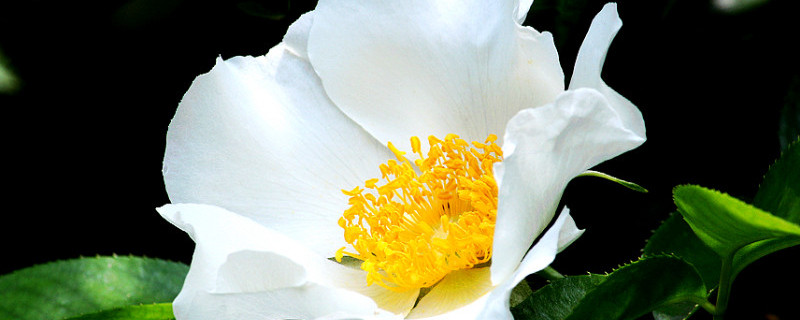 金櫻子什么時(shí)候成熟