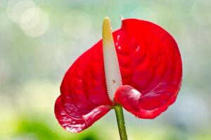 紅掌葉子發(fā)黃怎么補(bǔ)救，改善土質(zhì)補(bǔ)充光照