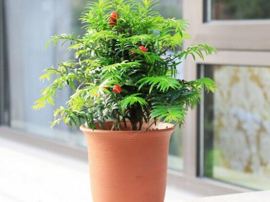 紅豆杉盆景冬天怎么養(yǎng)，教你五個好方法安然過冬