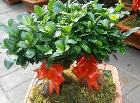 榕樹(shù)盆景病蟲(chóng)害防治方法，盤(pán)點(diǎn)最全面四種常見(jiàn)病蟲(chóng)害