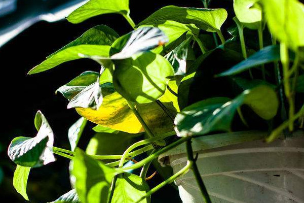 綠蘿加啤酒能快速生長(zhǎng)嗎