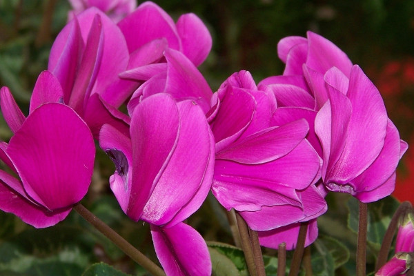 仙客來花葉倒下怎么辦