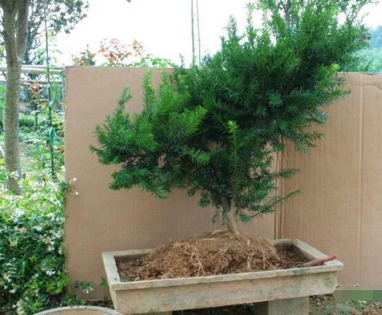 如何養(yǎng)紅豆杉，土壤要豐富營(yíng)養(yǎng)/肥水相結(jié)合