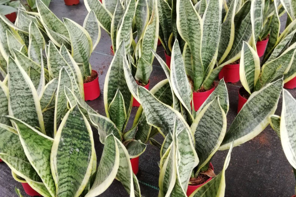 虎皮蘭秋天多久澆一次水