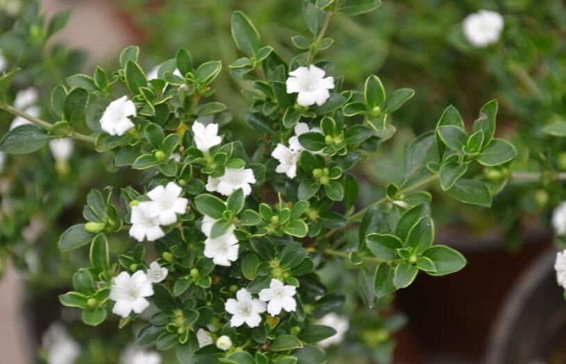 盆景六月雪的養(yǎng)護(hù)知識(shí)，土壤和環(huán)境都要適宜它的生長(zhǎng)