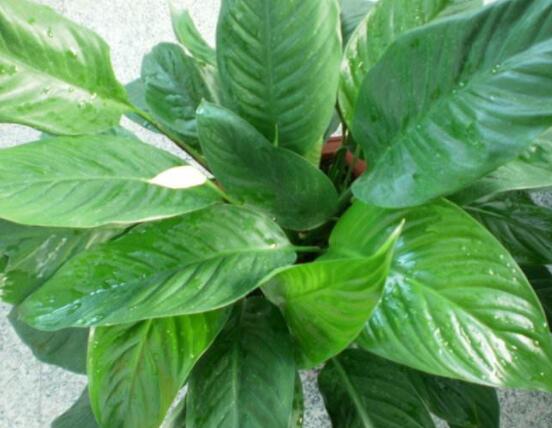 一帆風(fēng)順用什么水澆，澆池塘水、淘米水生長(zhǎng)最快