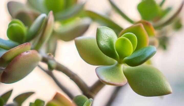 燕子掌生蟲了怎么辦，4種不同的病蟲害治療方法