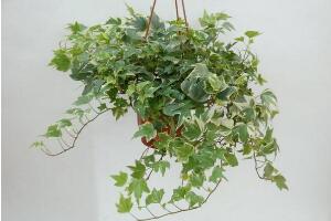 常春藤葉子發(fā)黃的原因有三，讓它重新恢復(fù)生機