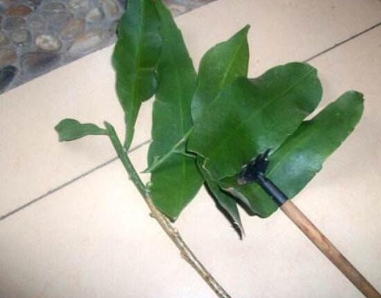 曇花什么時(shí)候葉插，以春季為主/擇兩年生健康老葉