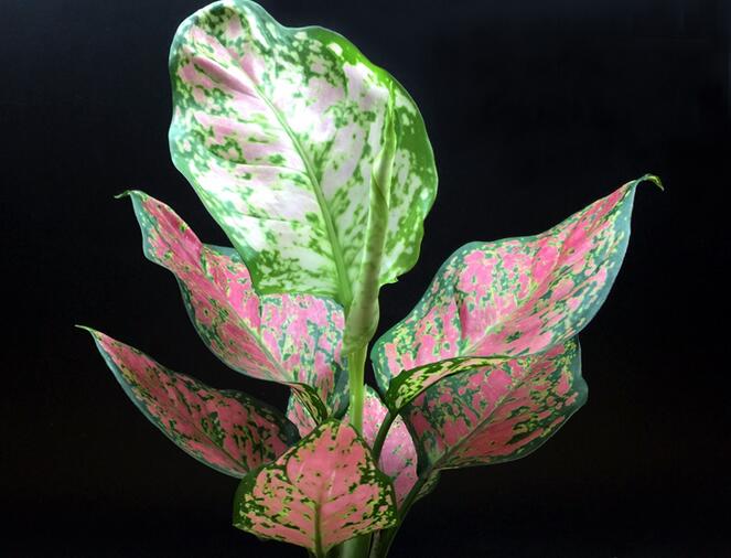 彩葉萬年青有毒嗎，汁液和莖部組織液有毒