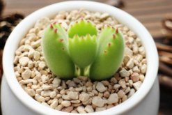 熊童子澆水方法，不同的季節(jié)有不同的要點(diǎn)