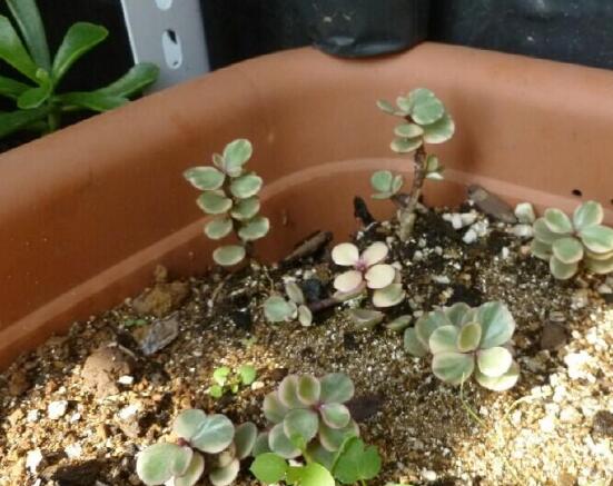 雅樂之舞的扦插技巧，老農(nóng)總結(jié)六個最簡易基本步驟