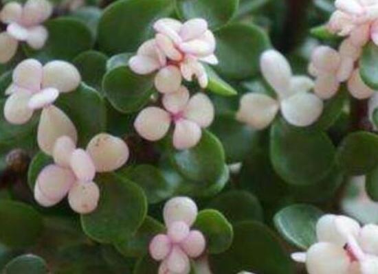 雅樂之舞葉片發(fā)皺是怎么回事，主要有三種原因造成(光照/溫度/澆水)