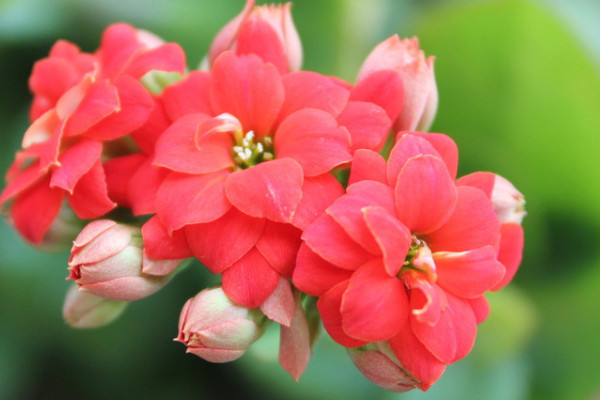 長(zhǎng)壽花主莖腐爛怎么辦