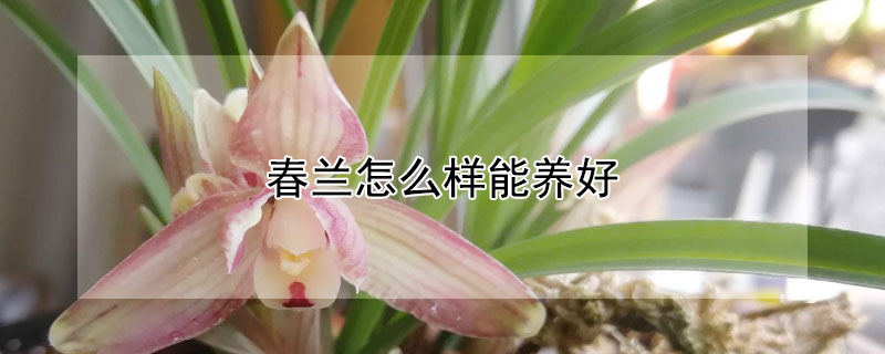 春蘭怎么樣能養(yǎng)好