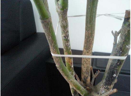 平安樹爛根還有救嗎，平安樹爛根了怎么辦