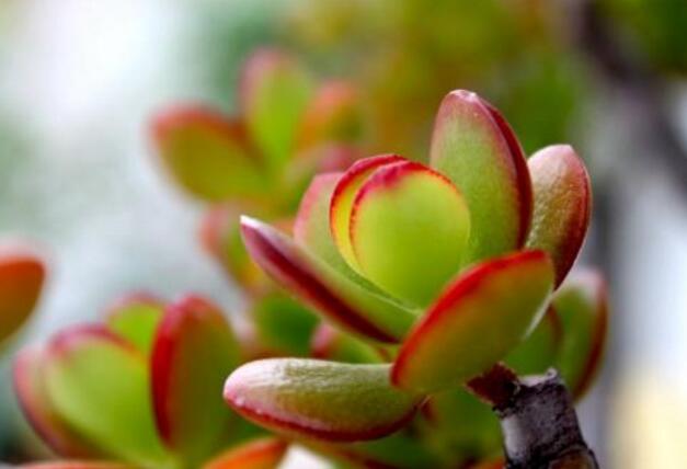 玉樹葉子有沒有毒，葉子沒毒汁液是有毒的