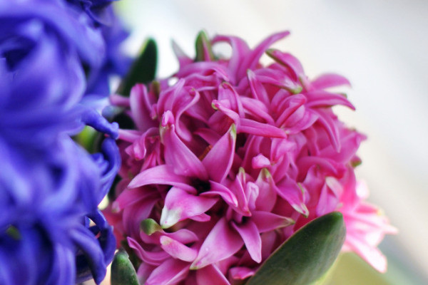 風信子和郁金香的區(qū)別