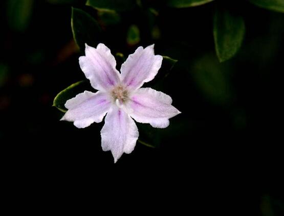 六月雪如何養(yǎng)，老農(nóng)總結(jié)最實(shí)用六大基本養(yǎng)殖方法