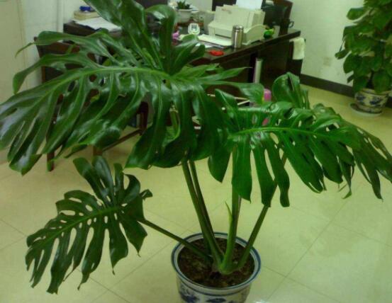 龜背竹好養(yǎng)嗎，老農(nóng)總結(jié)最好養(yǎng)的六點(diǎn)基本方法