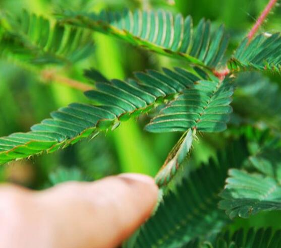 含羞草為什么會(huì)閉合，講述最科學(xué)的合理解釋(葉枕水分感應(yīng))