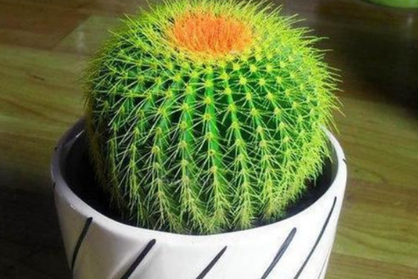 仙人球天涼咋發(fā)根