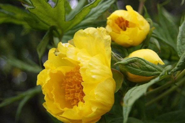 牡丹花夏天發(fā)芽嗎