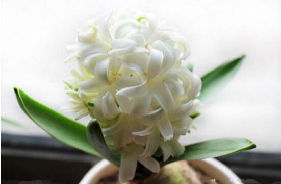 風(fēng)信子怎么施肥吸收效果最好，推薦兩種最見(jiàn)效的吸肥方法