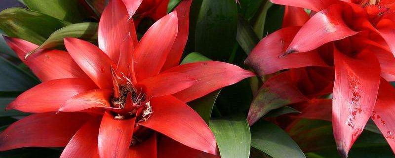 鴻運(yùn)當(dāng)頭和紅掌哪個(gè)適合家里養(yǎng)