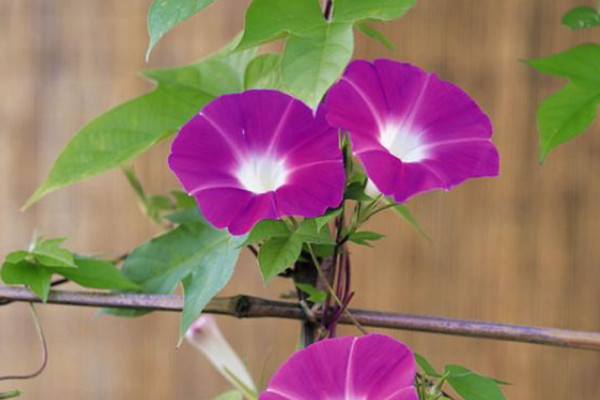 牽?；ㄊ遣皇窃诖禾扉_放的