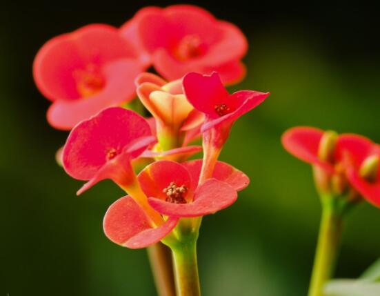 虎刺梅花能開(kāi)多長(zhǎng)時(shí)間，一年365天均可開(kāi)花(春夏秋冬)