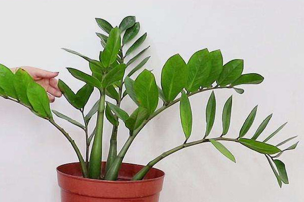 金錢(qián)樹(shù)秋天可以換盆嗎