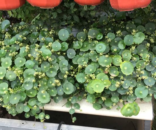 銅錢(qián)草怎么修剪，銅錢(qián)草剪掉葉子能活嗎