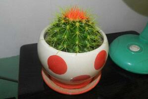 仙人球怎么養(yǎng)長得快，盆栽仙人球的養(yǎng)殖方法