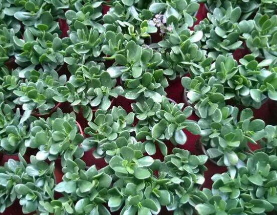 玉樹冬天怎么養(yǎng)，教你六個方法安然過冬