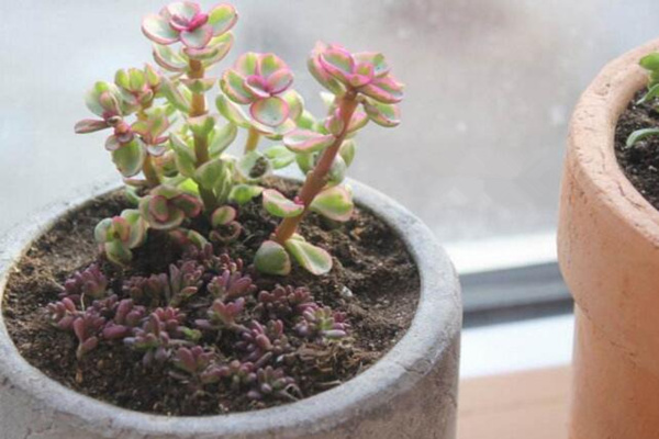 雅樂(lè)之舞幾月扦插，春季3-4月、秋季9-10月