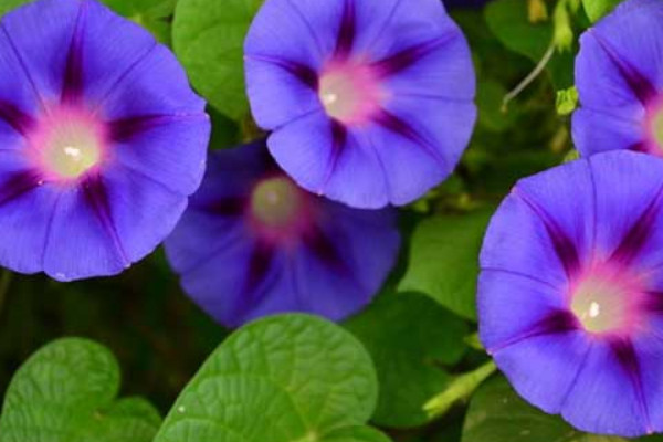 牽牛花種子發(fā)芽到開花要多久