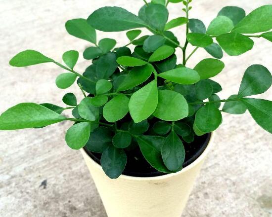 九里香冬天怎么施肥，九里香施什么肥好