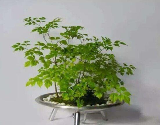 幸福樹(shù)的寓意，象征著家庭和美，幸?？鞓?lè)