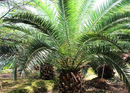 鐵樹(shù)有幾種，細(xì)數(shù)最好看的六大品種