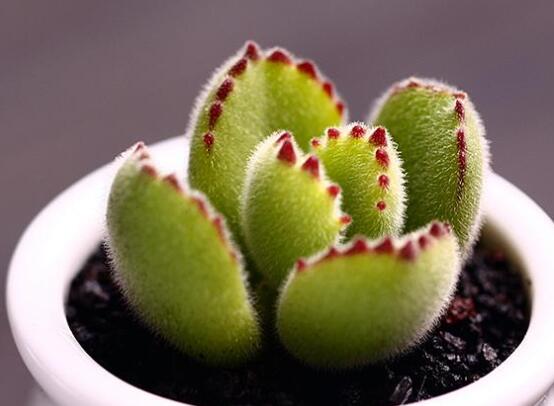 熊童子怎么養(yǎng)才能肥，主要做好四個(gè)要點(diǎn)即可