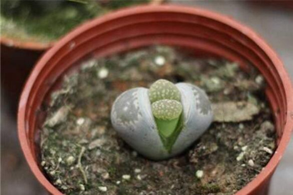 生石花養(yǎng)殖常見問題，稍不注意就會導(dǎo)致植株死亡