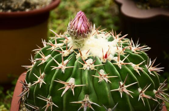 仙人球怎么施肥才正確，老農(nóng)總結一年四季施肥方法