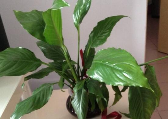 一帆風(fēng)順葉子下垂，四種原因以及解決辦法