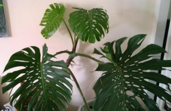 龜背竹滴的水有毒嗎，有毒/皮膚接觸會(huì)導(dǎo)致刺痛灼傷