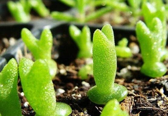 碧光環(huán)和枝干番杏的區(qū)別，教你兩種最直觀分辨方法