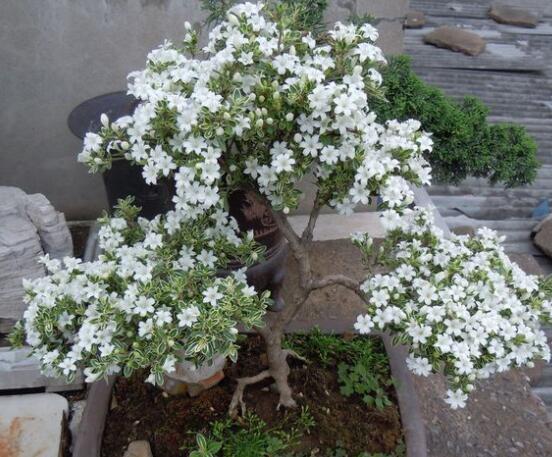 怎樣養(yǎng)好六月雪，盆土是關(guān)鍵/做好澆水施肥