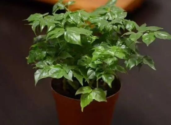 幸福樹種子怎么種，教你六大簡單步驟即可學(xué)會(huì)