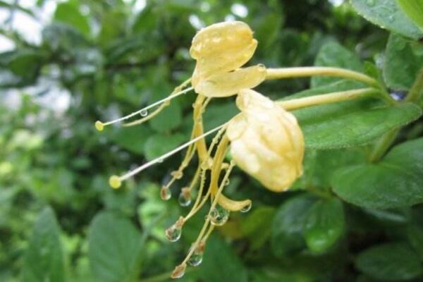 金銀花是怎么過冬的，南方地區(qū)可室外越冬