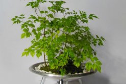 幸福樹上有白色絮狀物怎么辦，可能是感染了白粉病